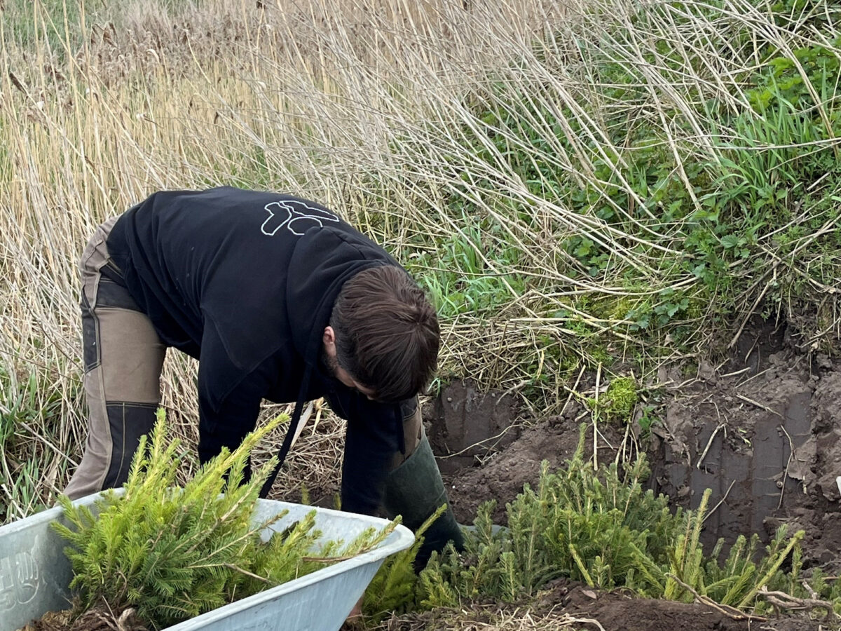 Over 500 trær plantet under den nasjonale skogplantingen — bilde 2